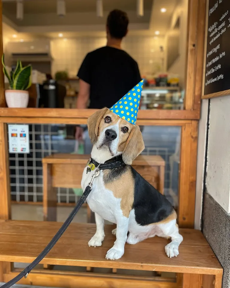 Yako, el beagle, con gorro de cumpleaños en el banco de la ventana